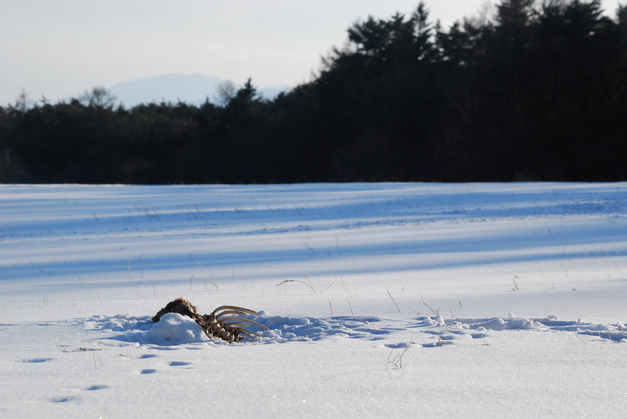 Nikon D40X sample photo