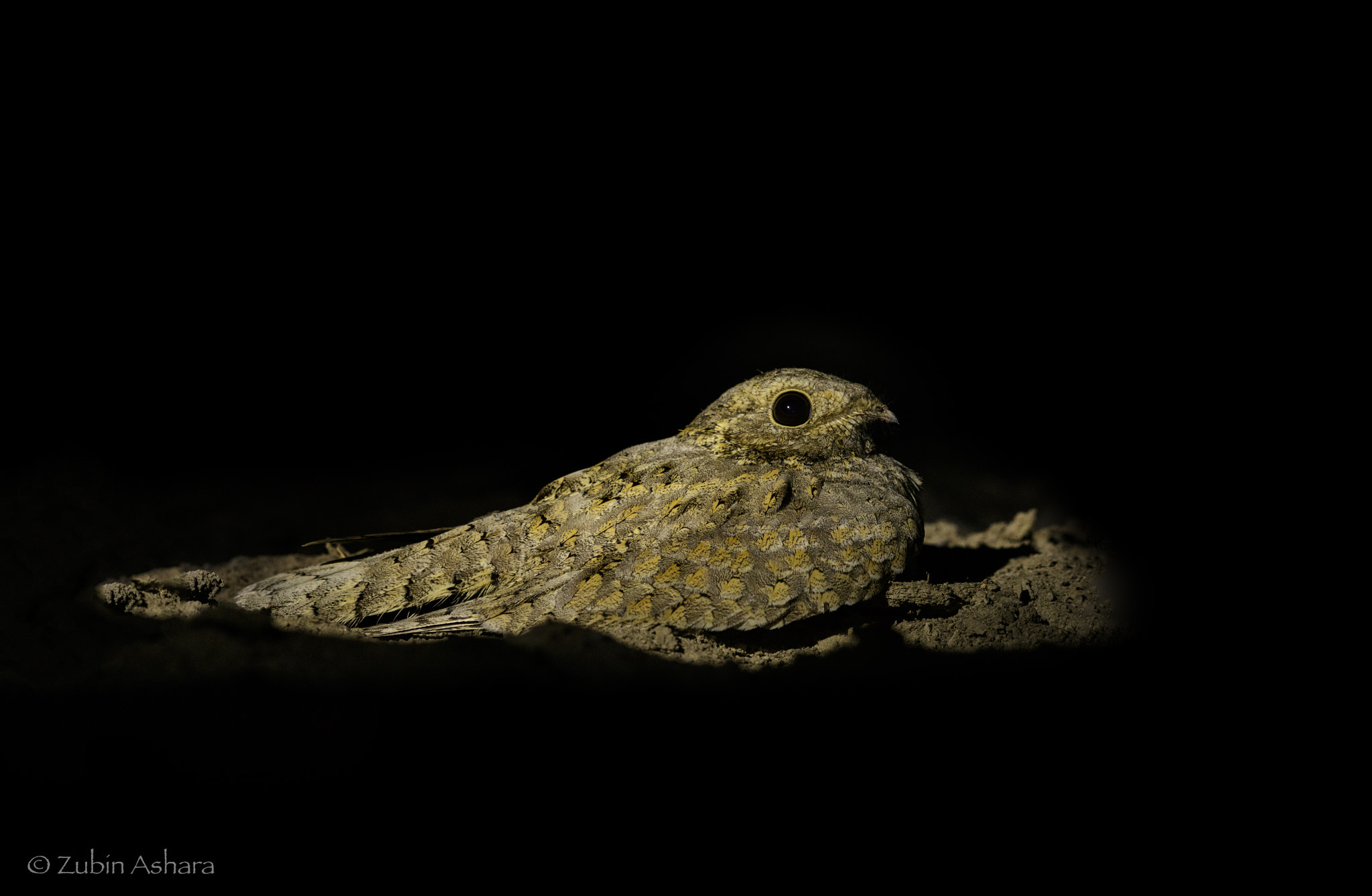 Canon EF 600mm F4L IS II USM sample photo. Sykes nightjar photography