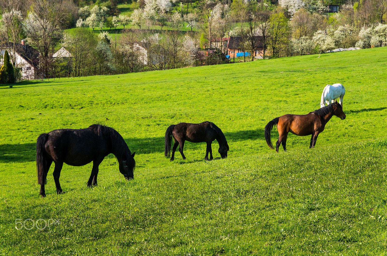 Pentax K-50 sample photo. Horses in mountains.jpg photography