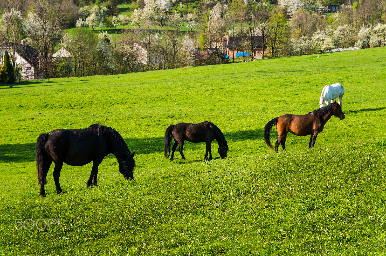 Pentax K-50 + Sigma 17-70mm F2.8-4 DC Macro HSM | C sample photo. Horses in mountains.jpg photography