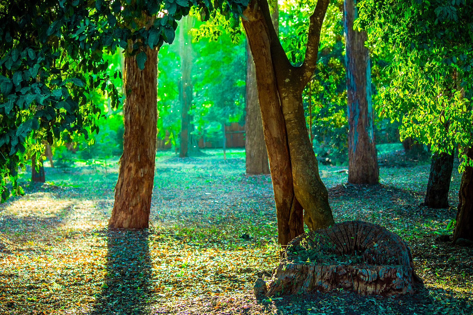 Canon EF-S 55-250mm F4-5.6 IS sample photo. Paa ya paa art gallery grounds photography