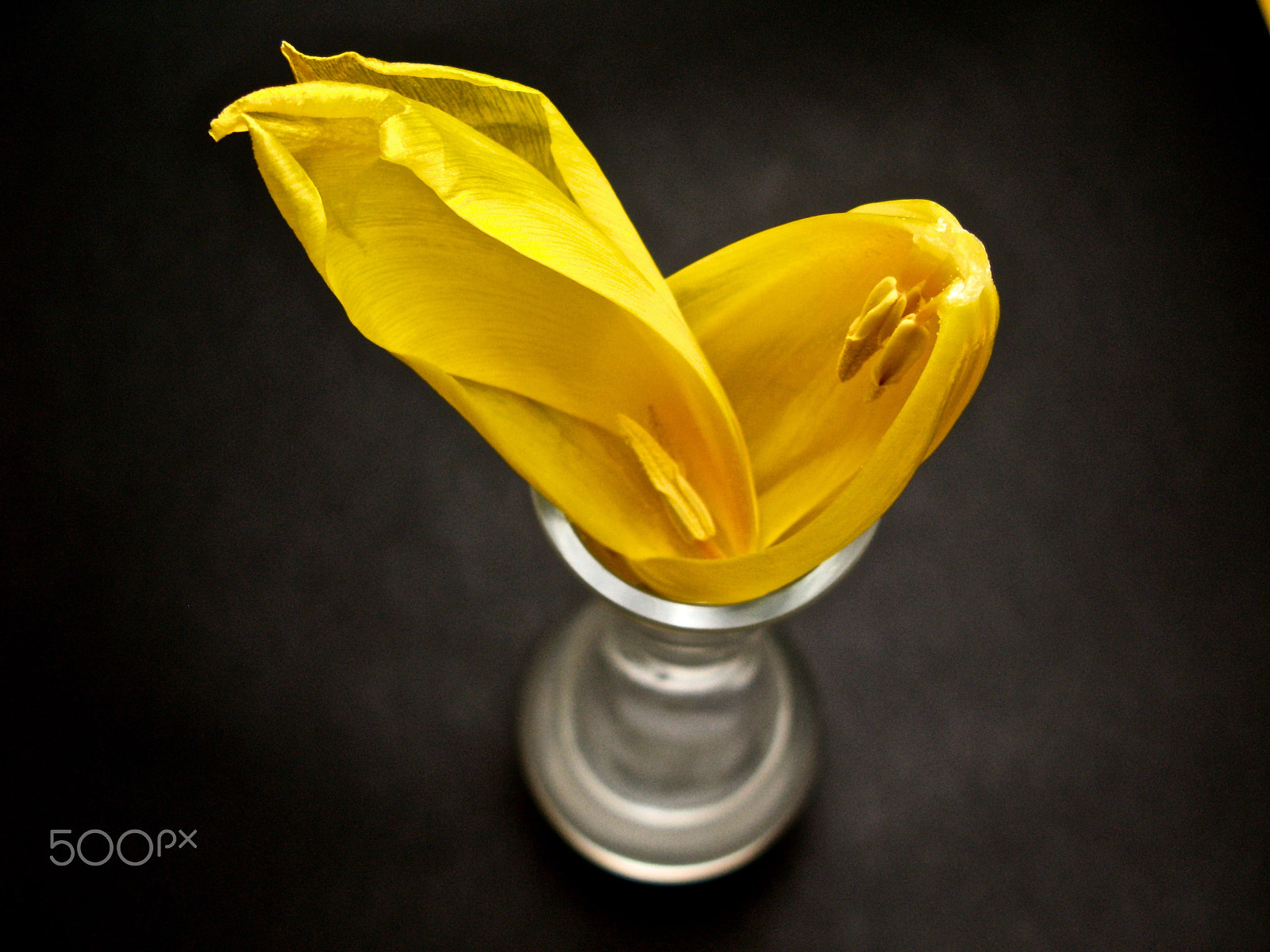 Canon POWERSHOT G7 sample photo. Petals photography