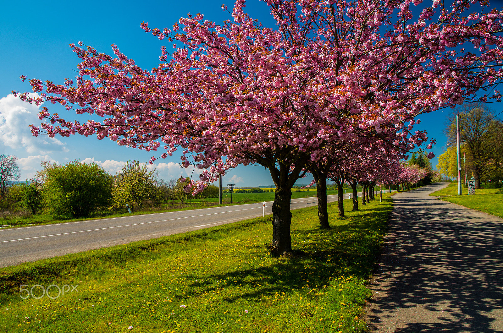 Pentax K-50 + Sigma 17-70mm F2.8-4 DC Macro HSM | C sample photo. Beautiful flowers on the tree photography