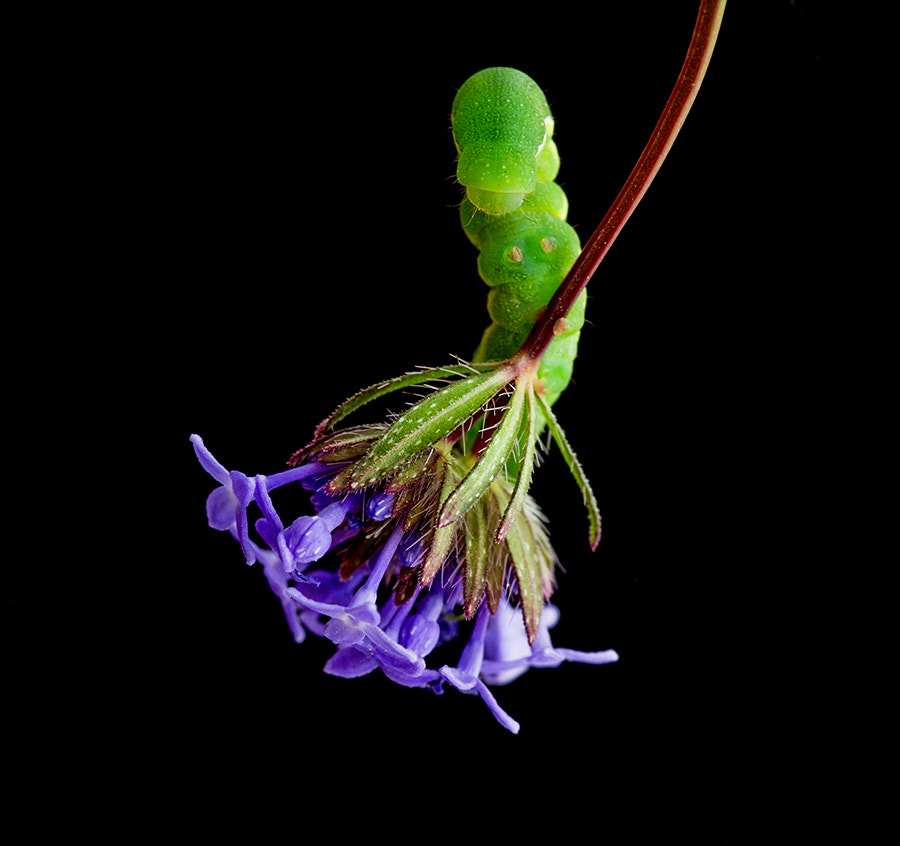 Pentax K20D + smc PENTAX-FA Macro 100mm F2.8 sample photo. Caterpillar photography