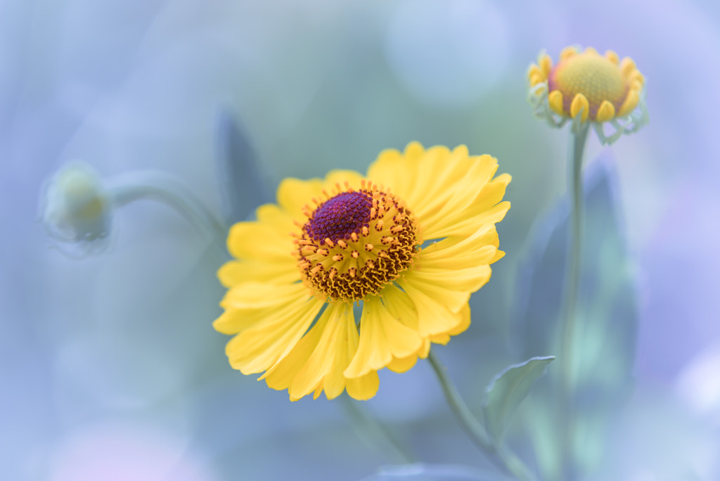 Helenium by L.th  on 500px.com