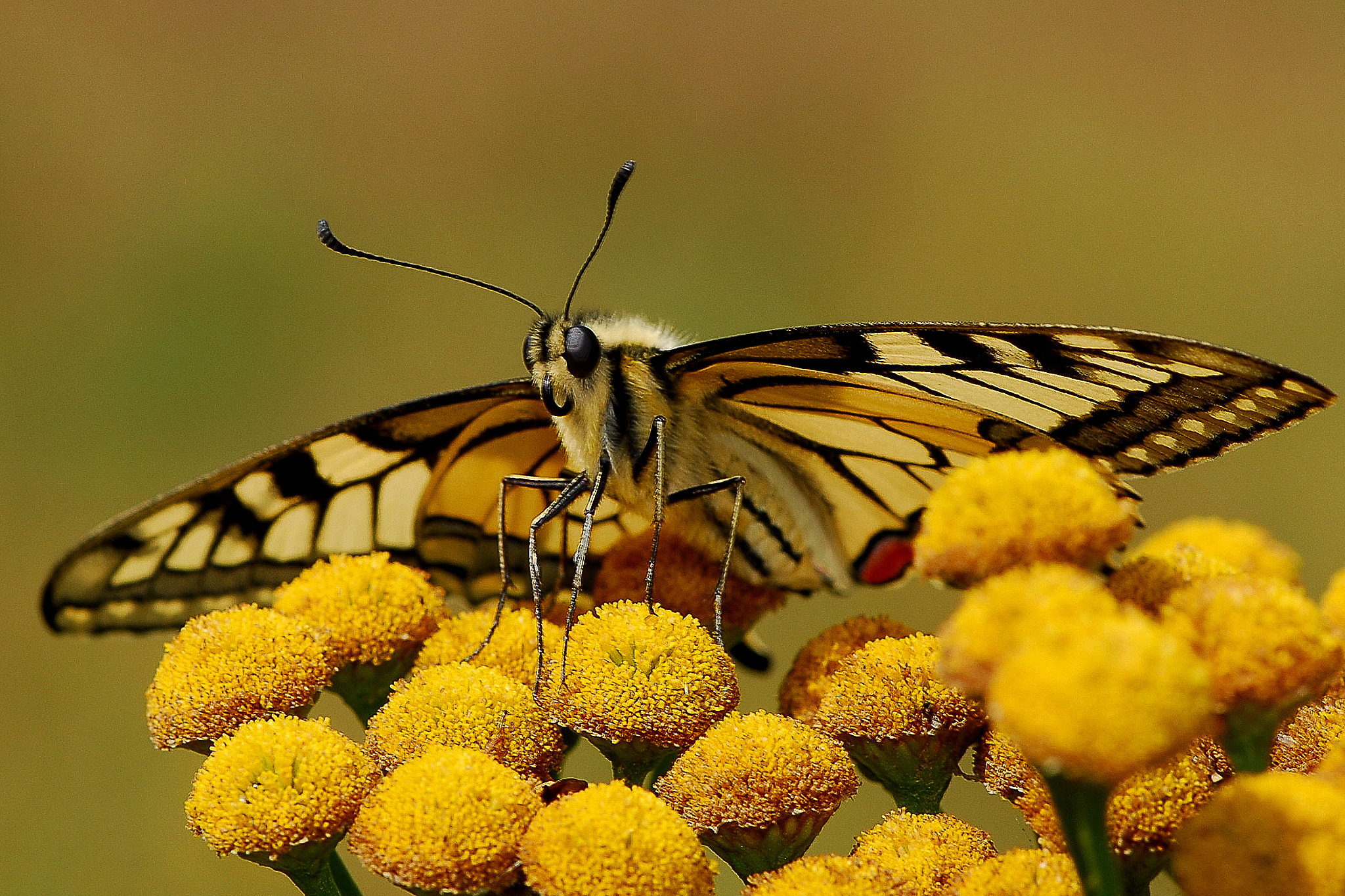 Nikon D200 + Nikon AF-S Micro-Nikkor 105mm F2.8G IF-ED VR sample photo. Butterfly. photography