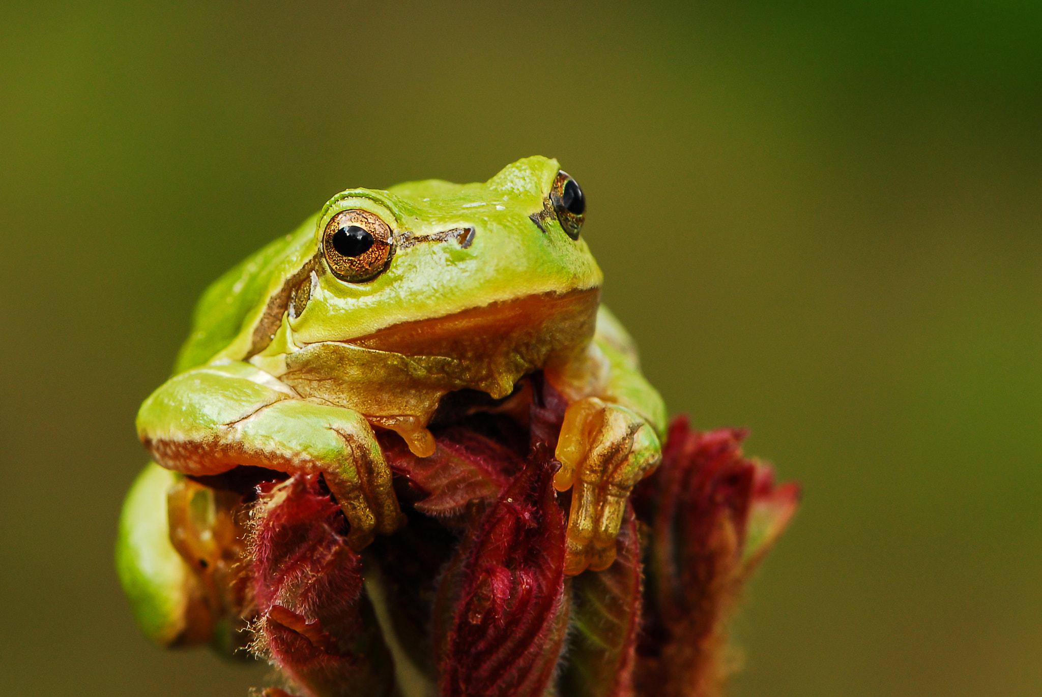 Nikon AF-S Micro-Nikkor 105mm F2.8G IF-ED VR sample photo. Frog. photography