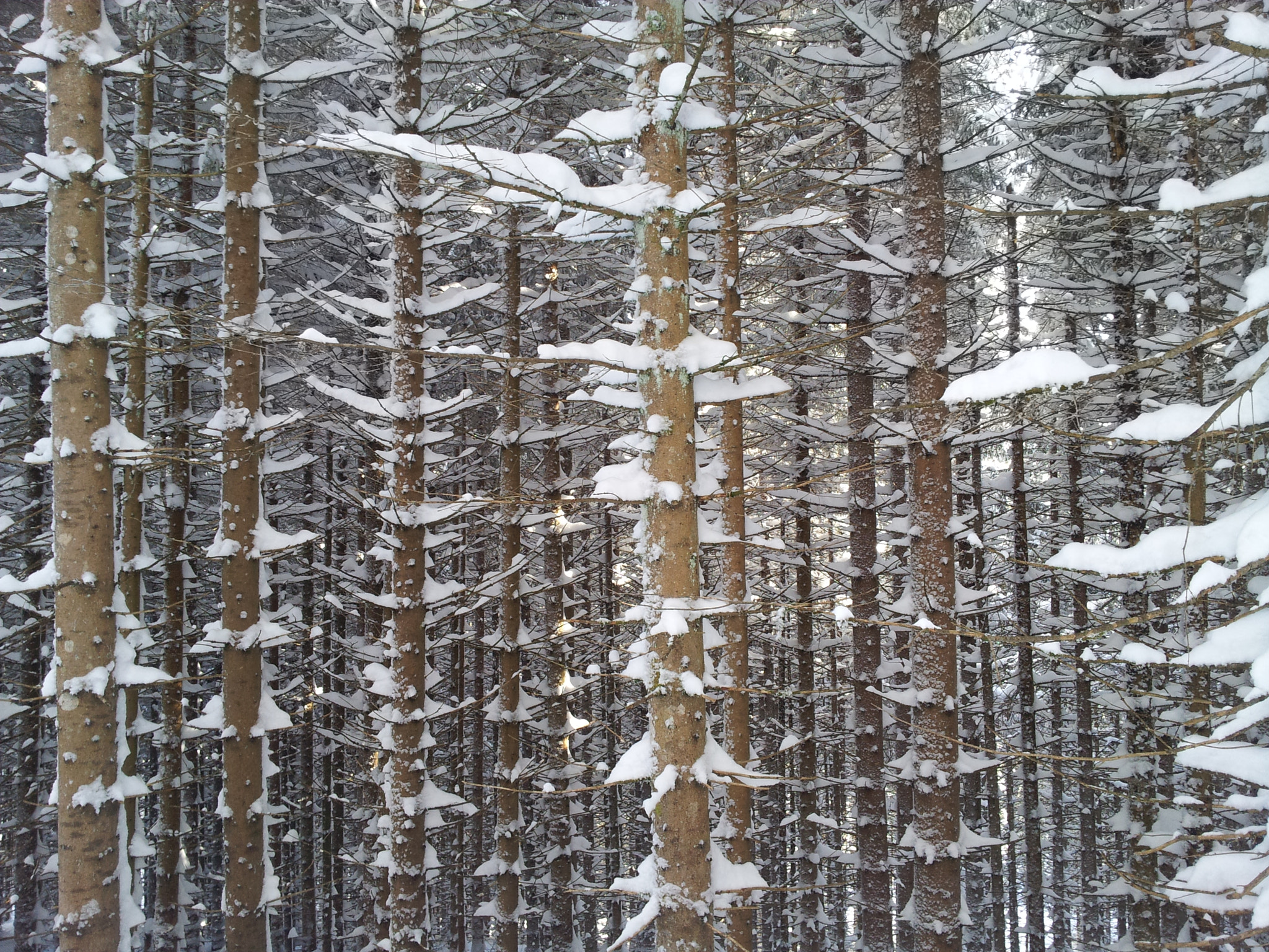 Samsung Galaxy Note sample photo. Rogla photography
