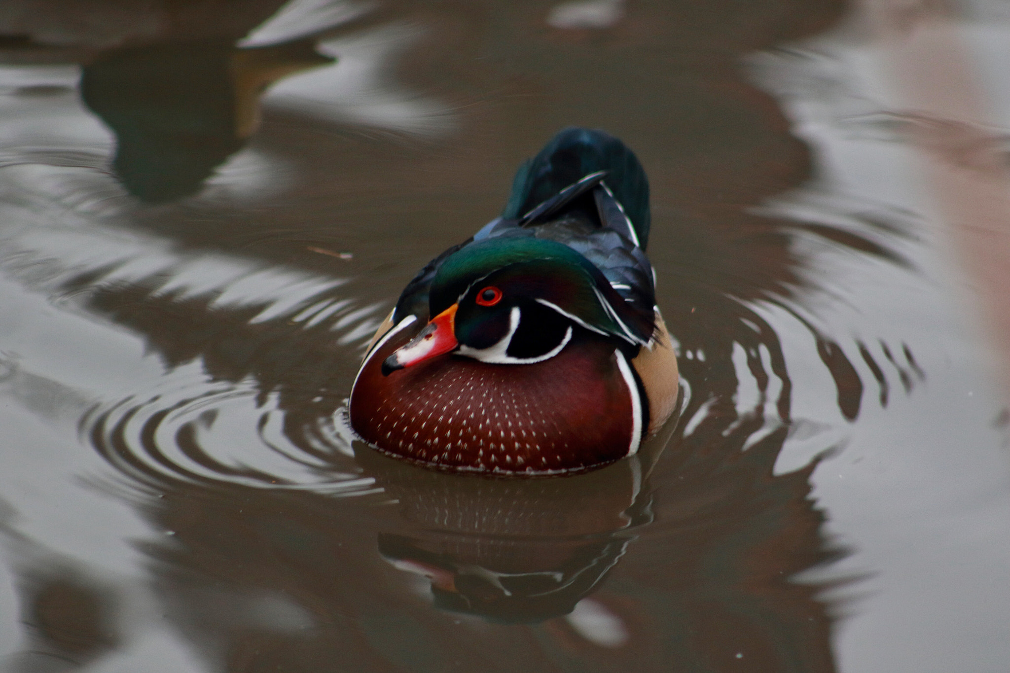 EF75-300mm f/4-5.6 sample photo. Colors 2 photography