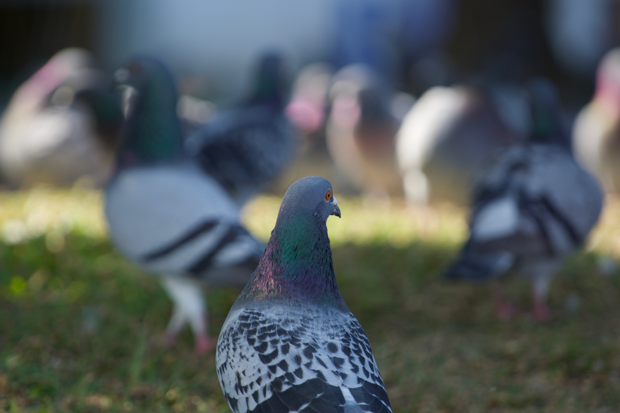 Sony a6000 + Sony FE 70-200mm F4 G OSS sample photo. Busy hour at the park photography