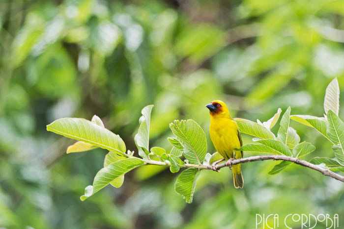 Sigma 70-300mm F4-5.6 APO DG Macro sample photo. Vitelline masked weaver photography