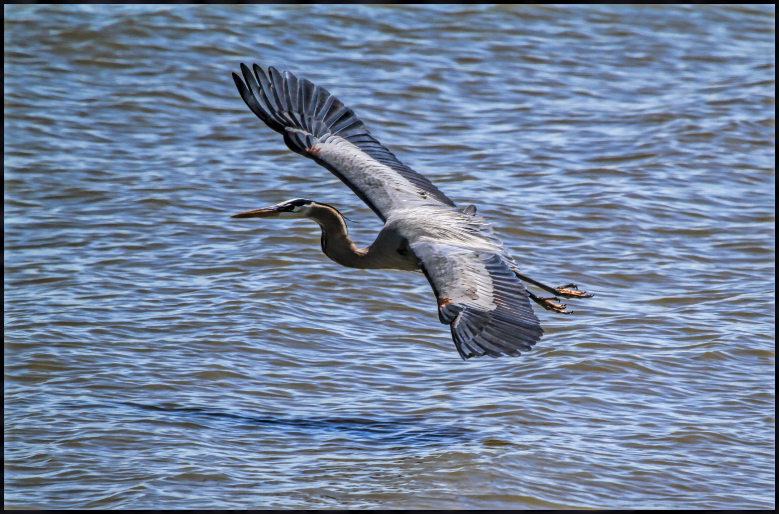 Canon EOS 7D + Canon EF 100-400mm F4.5-5.6L IS USM sample photo. Smooth landing photography