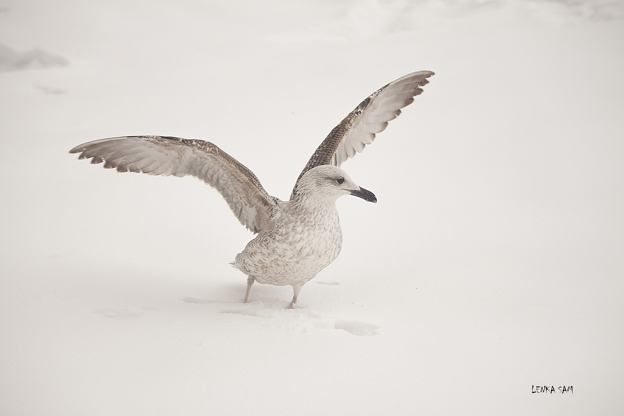 Canon EF-S 55-250mm F4-5.6 IS sample photo. Winter gull photography