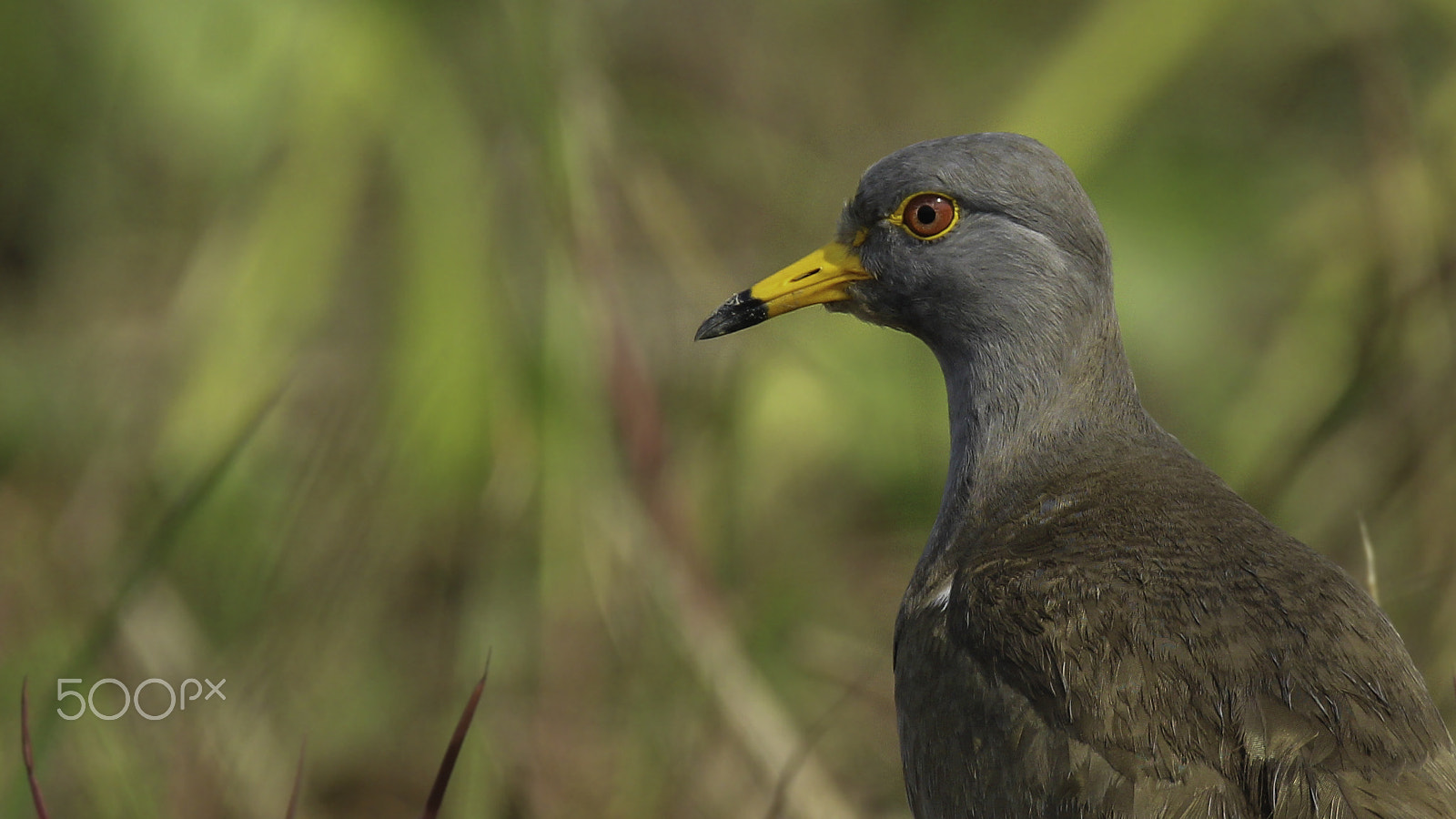 Canon EOS 1200D (EOS Rebel T5 / EOS Kiss X70 / EOS Hi) + Tamron SP 150-600mm F5-6.3 Di VC USD sample photo. Grey headed lapwing photography