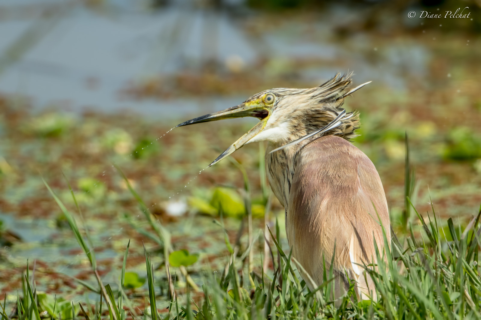 Canon EF 300mm F2.8L IS II USM sample photo. Squacco heron- crabier chevelu photography