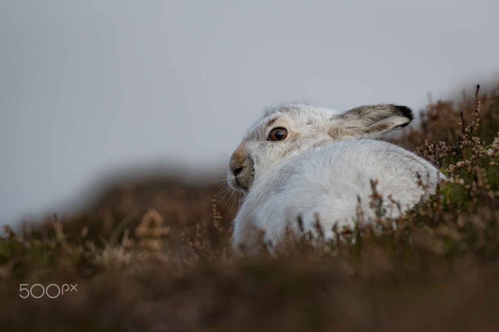 Canon EOS-1D X Mark II + Canon EF 500mm F4L IS II USM sample photo. Mountain hare photography