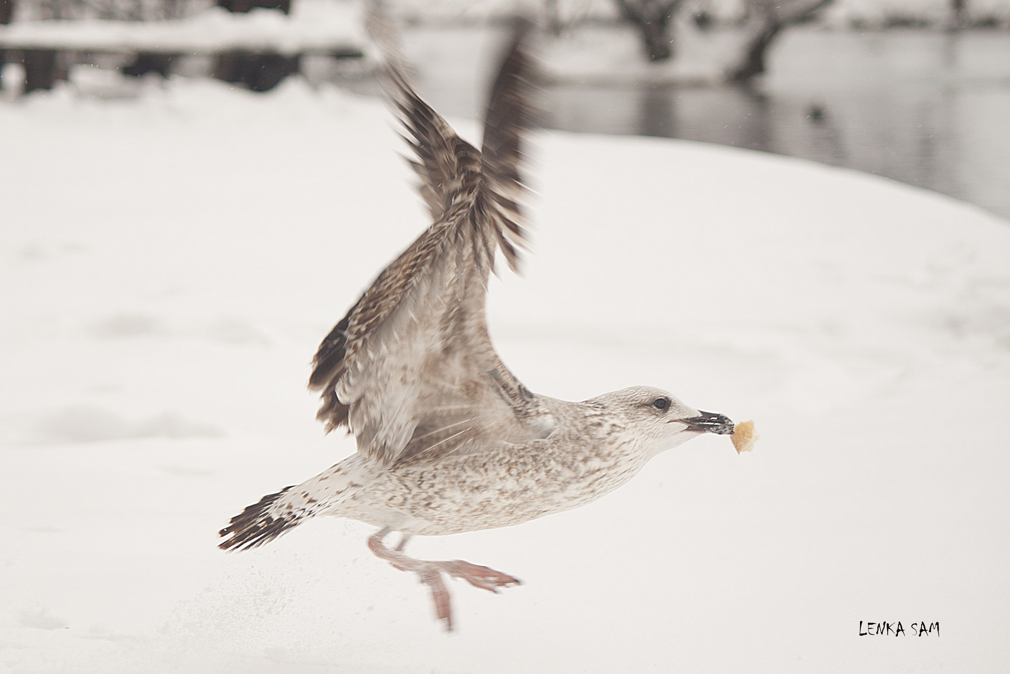 Canon EF-S 55-250mm F4-5.6 IS sample photo. Catch photography