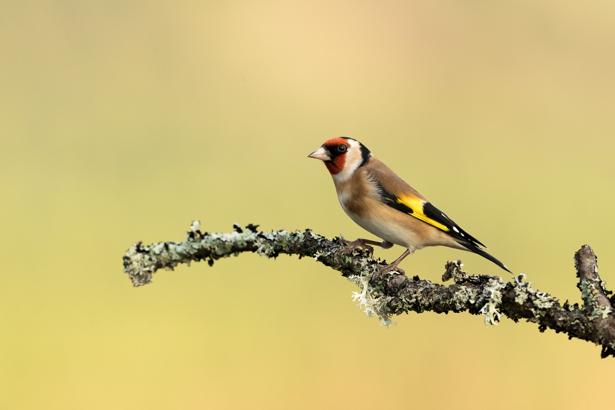 Canon EOS-1D X Mark II + Canon EF 500mm F4L IS II USM sample photo. Goldfinch photography