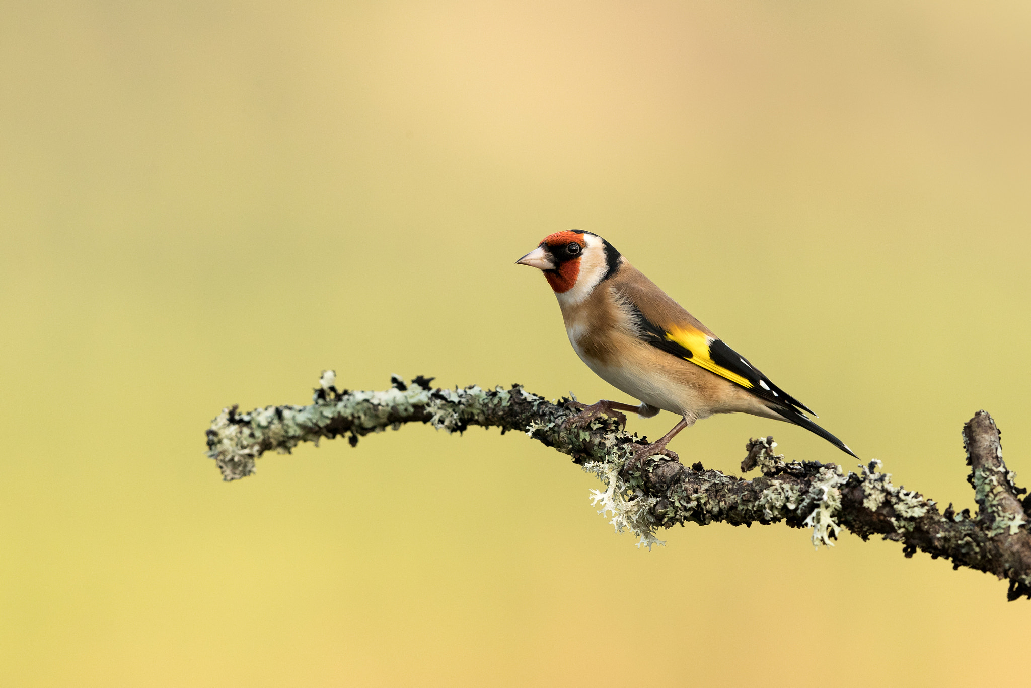Canon EF 500mm F4L IS II USM sample photo. Goldfinch photography