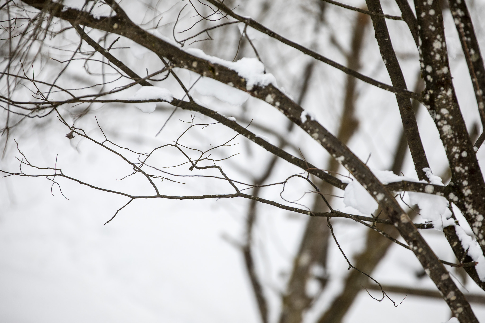 Canon EF 70-200mm F2.8L IS II USM sample photo. Branching out photography