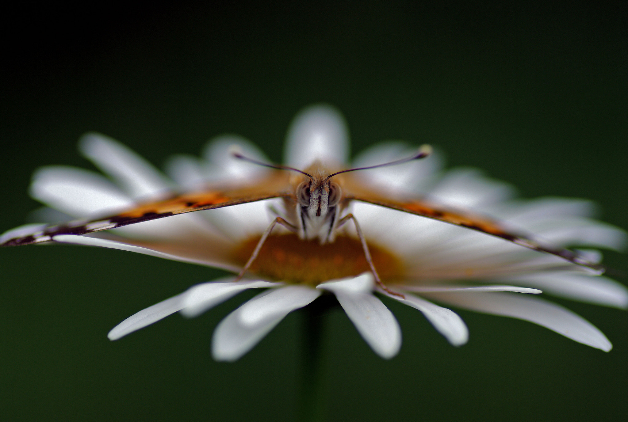 Pentax K20D + Tamron SP AF 90mm F2.8 Di Macro sample photo. Взлёт photography