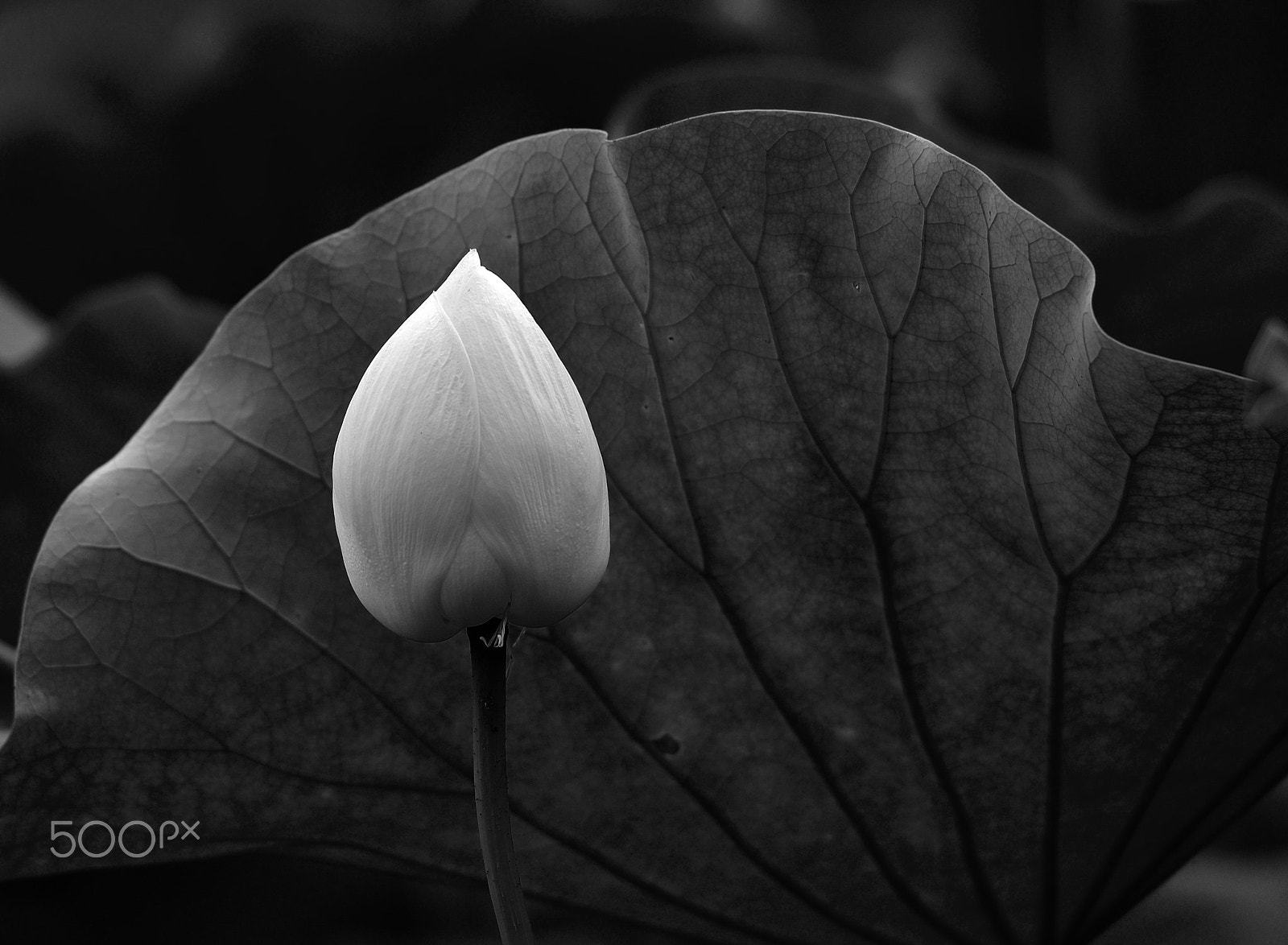 Nikon AF-S Nikkor 70-200mm F2.8G ED VR II sample photo. Water lily photography