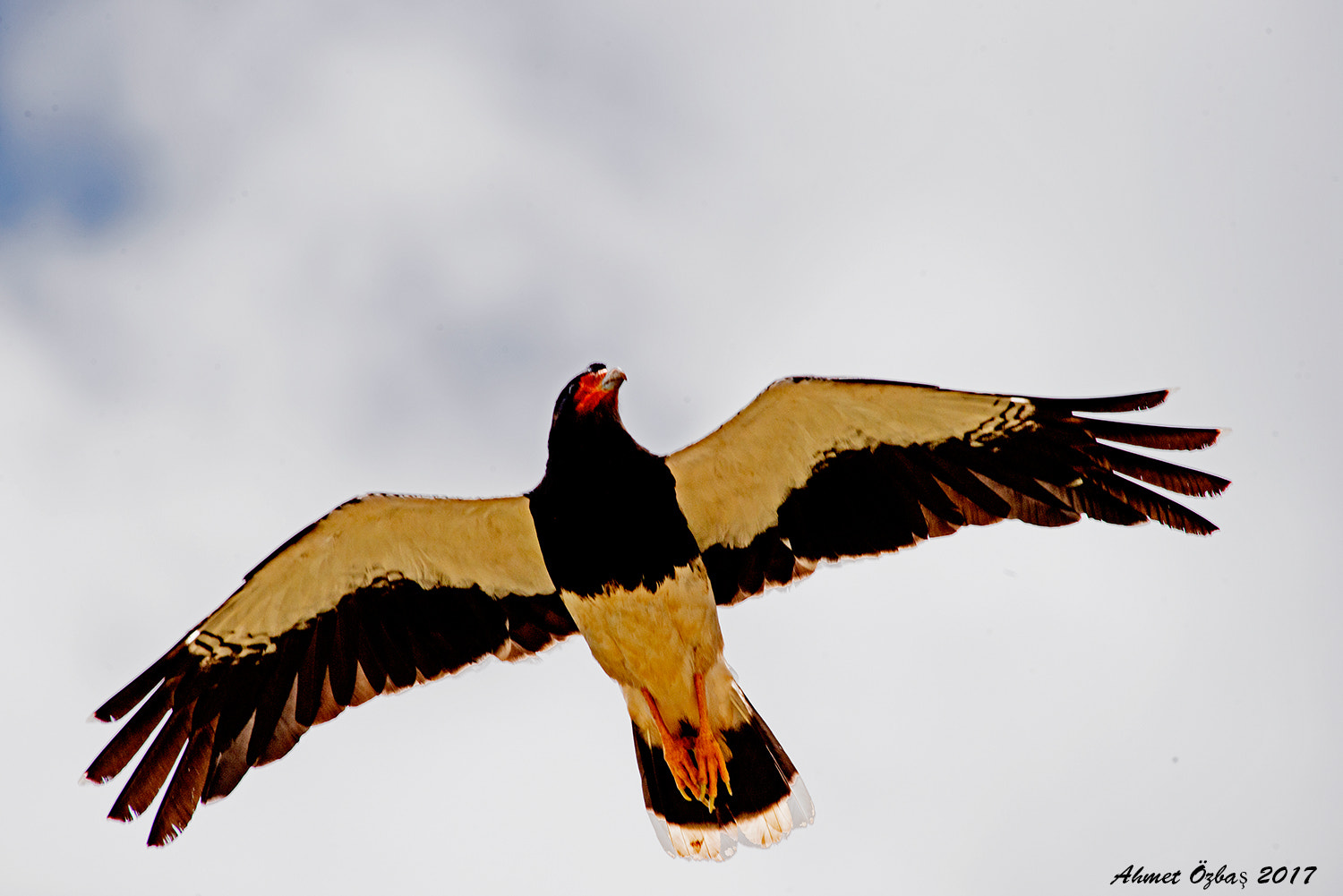Nikon AF-S Nikkor 200-500mm F5.6E ED VR sample photo. Cara cara photography