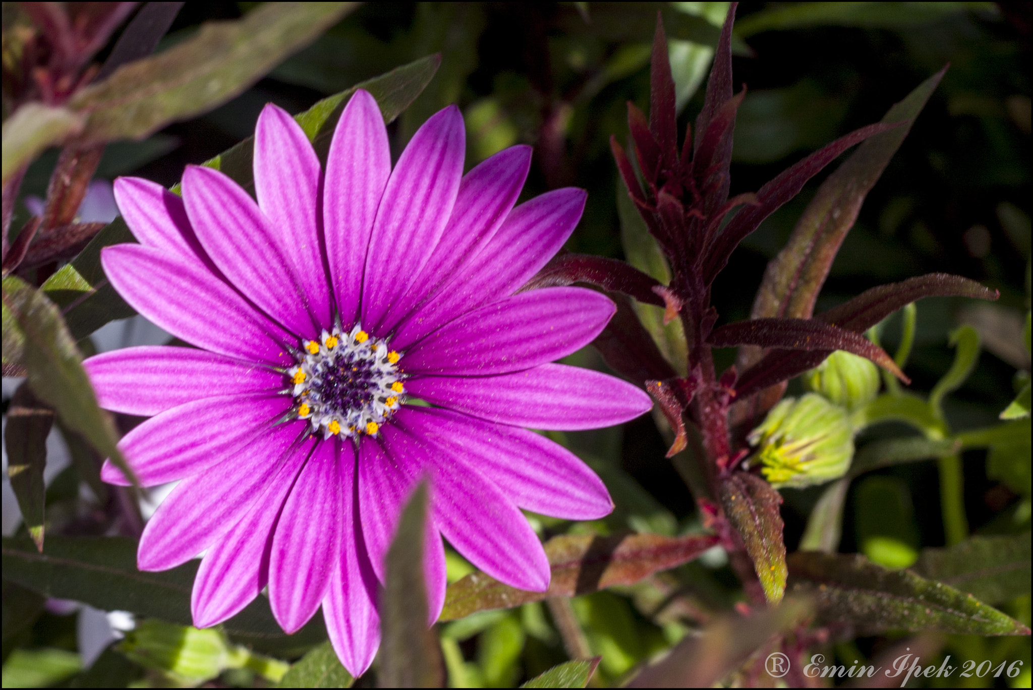 Canon EOS 40D + Canon EF 50mm F1.8 STM sample photo. Daisy photography