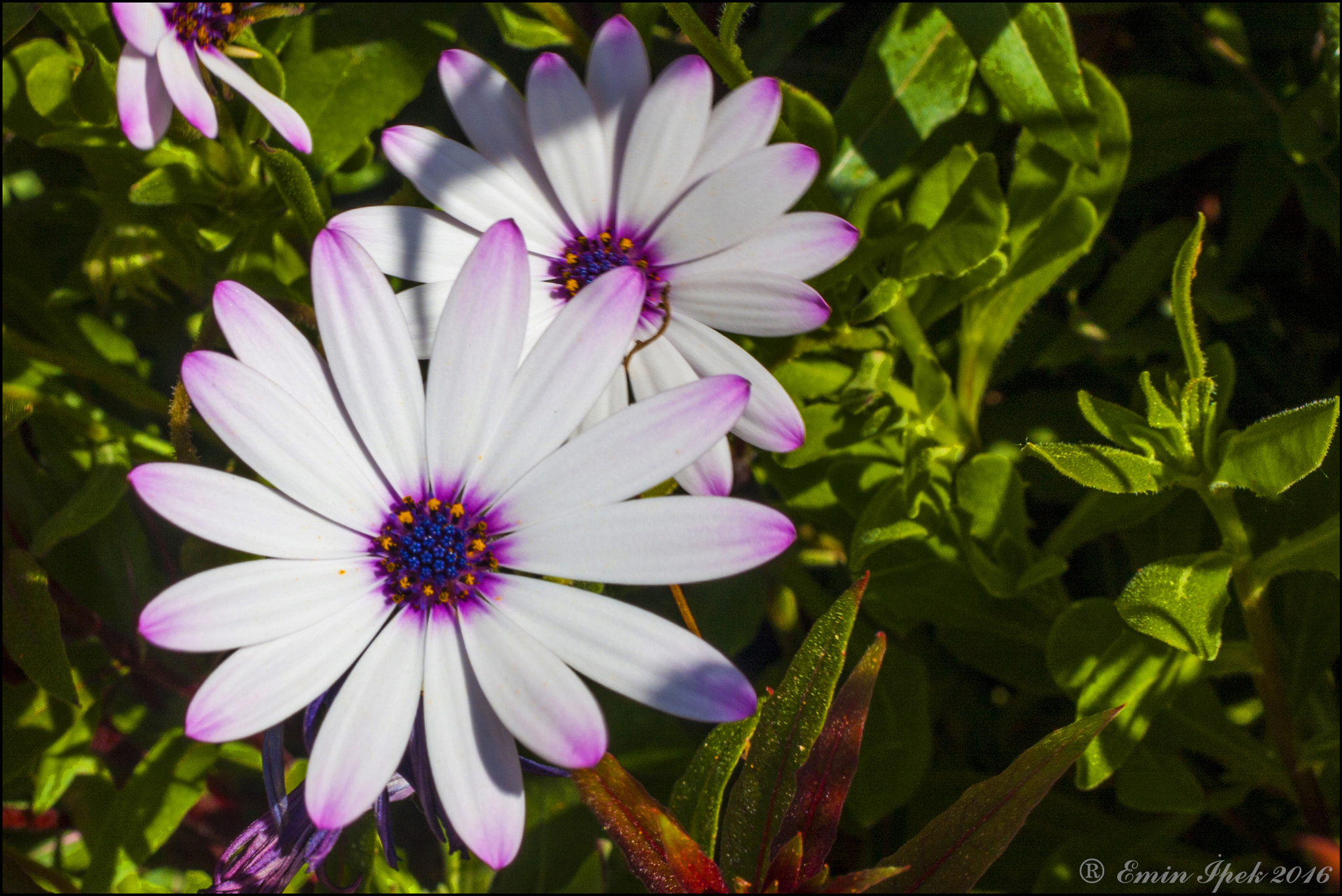 Canon EOS 40D + Canon EF 50mm F1.8 STM sample photo. Daisy photography