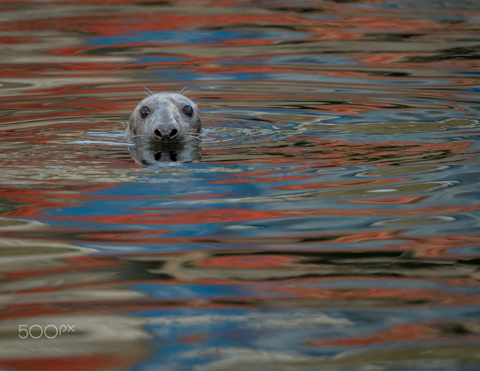 Canon EF 500mm F4L IS II USM sample photo. Grey seal photography