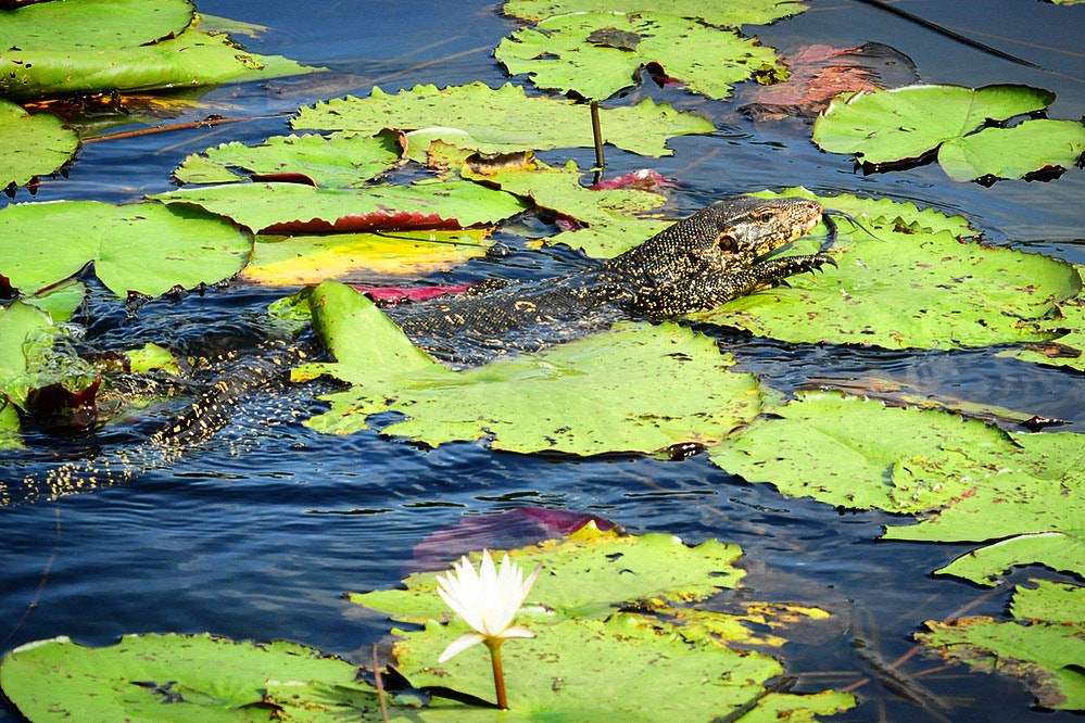 Nikon D300S sample photo. Young mr. water monitor starting the day. photography