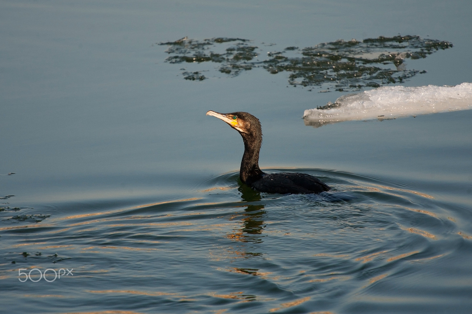 Canon EOS 5D + Canon EF 70-200mm F4L USM sample photo. Mg photography