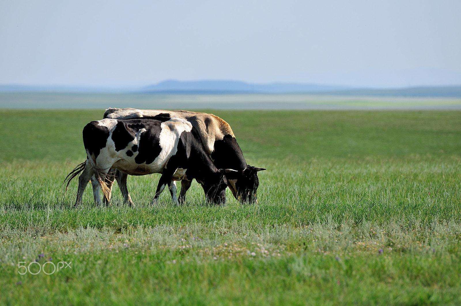 Nikon AF-S Nikkor 70-200mm F2.8G ED VR II sample photo. Cows photography