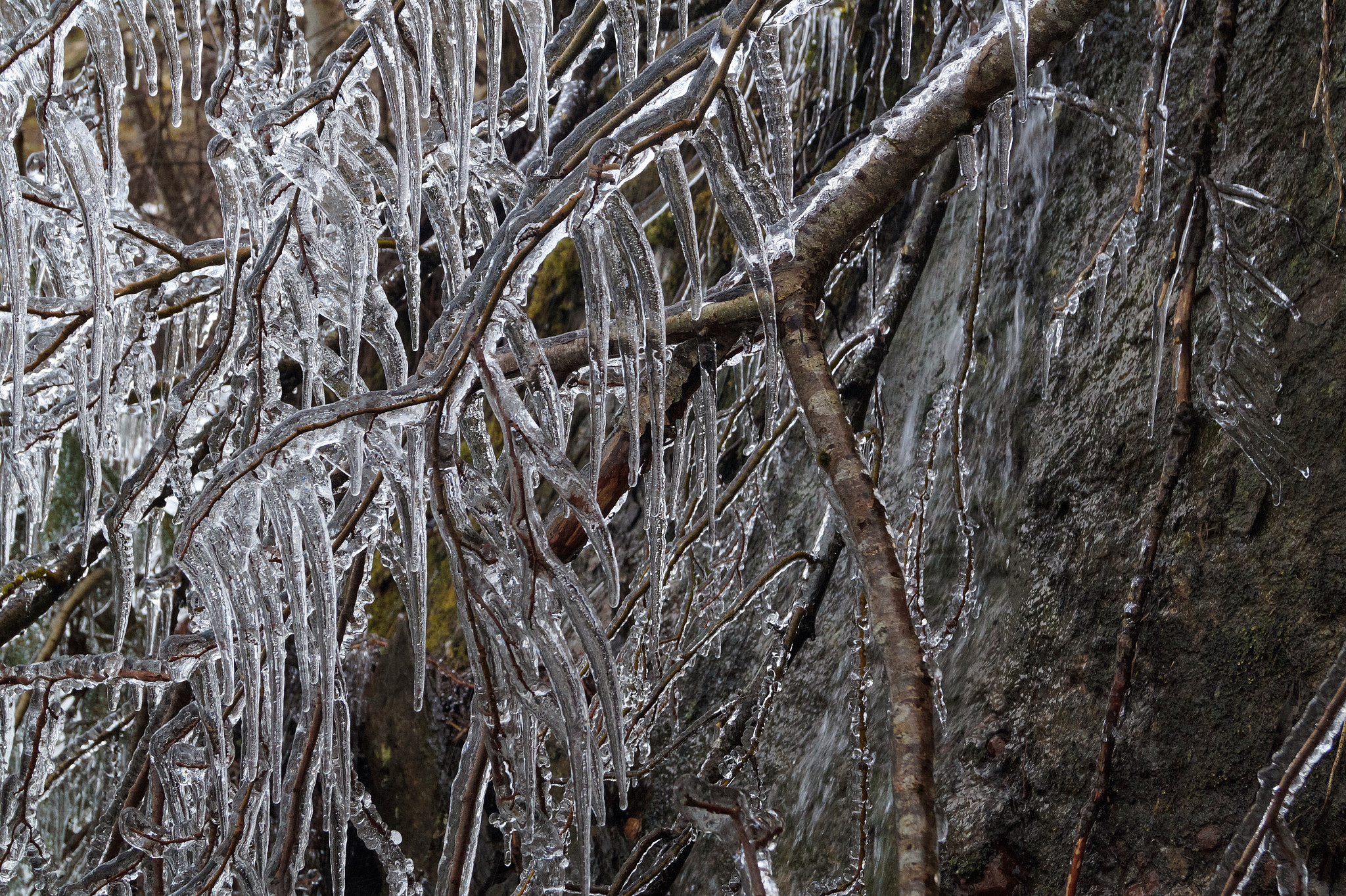Sony DT 18-55mm F3.5-5.6 SAM II sample photo. Frozen branches photography