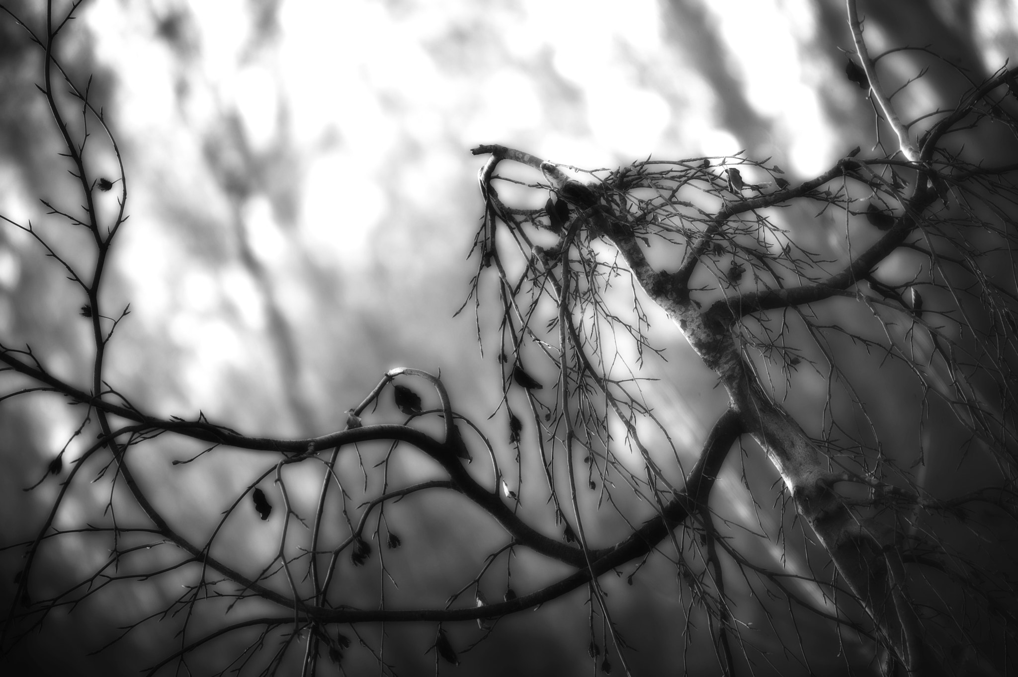 Nikon D3 sample photo. Takken photography