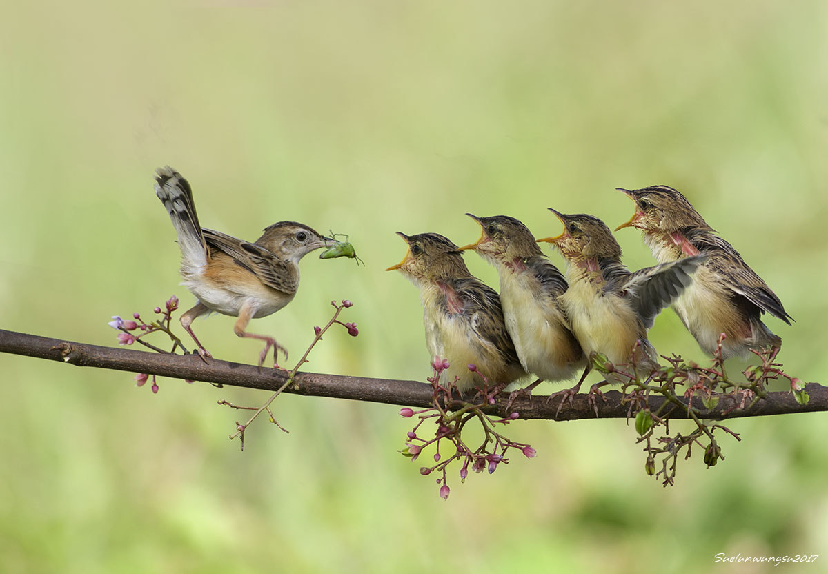 Pentax 645Z sample photo. Birds photography