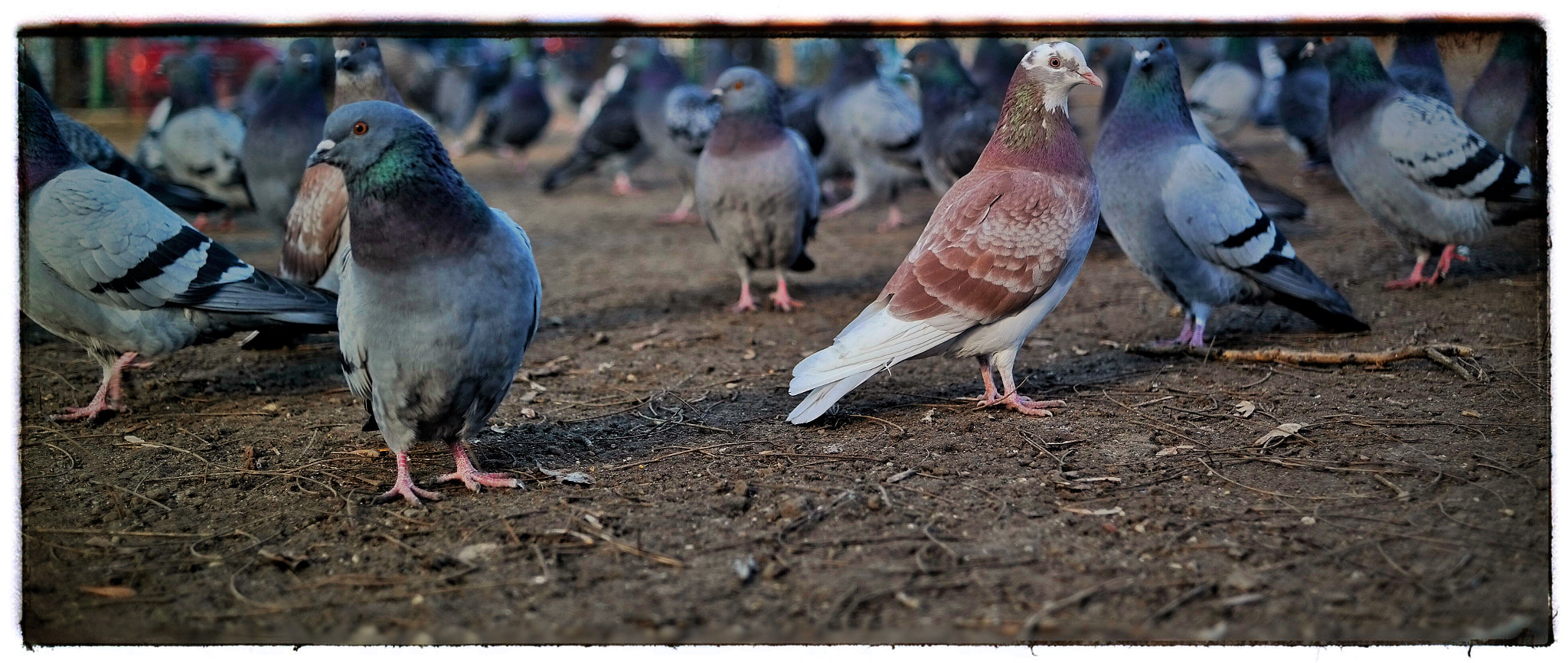 Samsung NX300M sample photo. Morning with pigeons.... photography