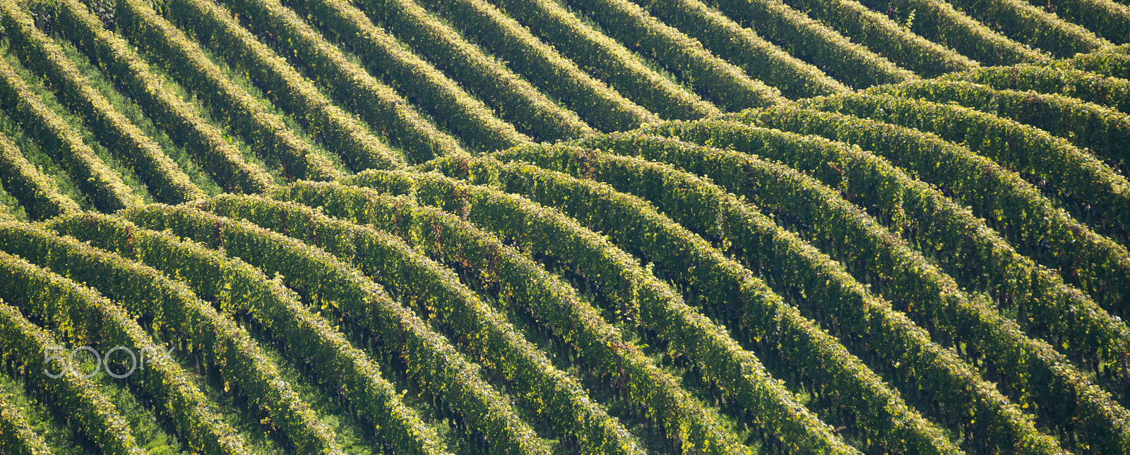 Nikon D800 sample photo. Vineyard photography