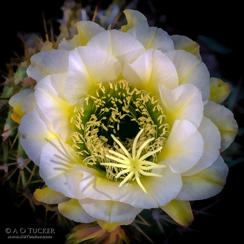 Sony ILCA-77M2 + Sony 50mm F2.8 Macro sample photo. Layers of yellow and white photography