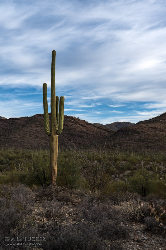 Sony DT 30mm F2.8 Macro SAM sample photo. Standing tall in mountain park photography