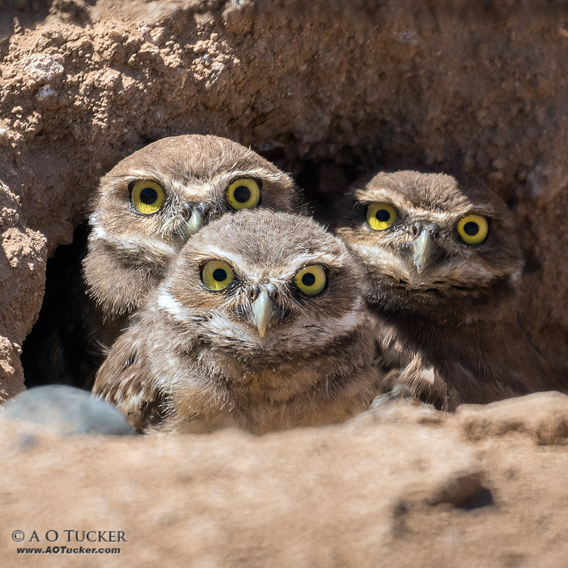 Sony ILCA-77M2 + Sony 500mm F8 Reflex sample photo. Six yellow eyes photography