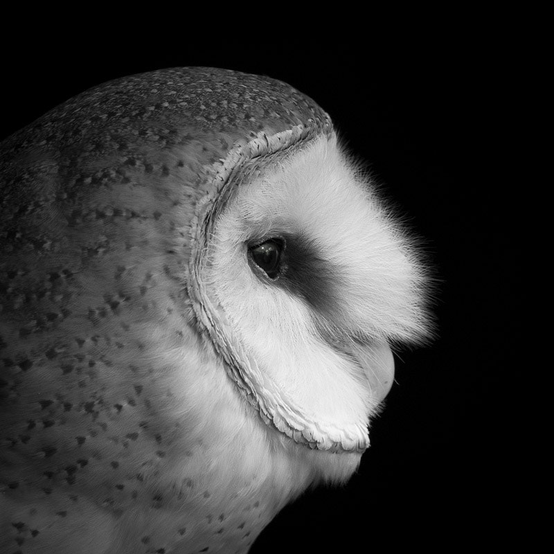 Sony SLT-A77 sample photo. Ghost owl portrait photography