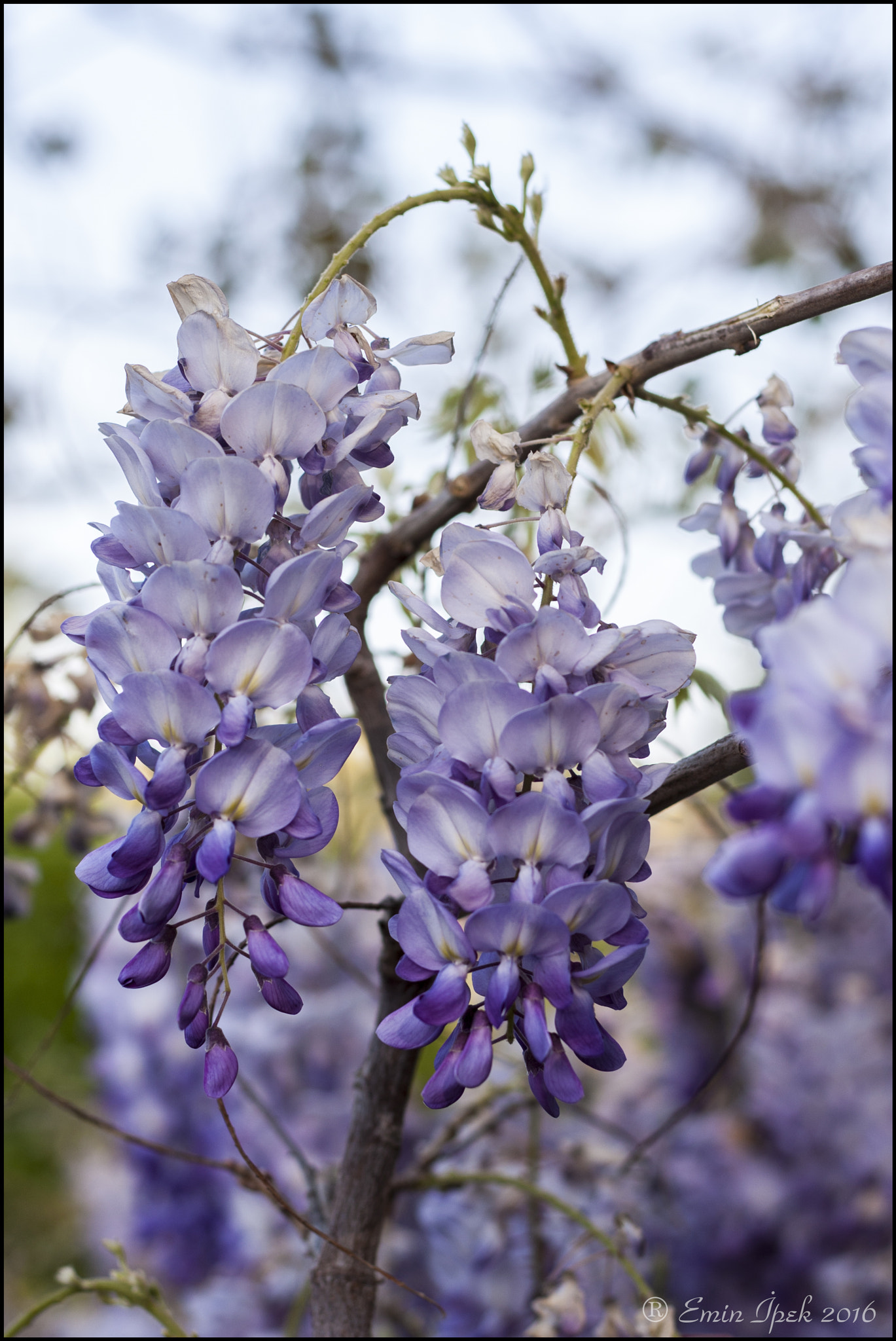 Canon EOS 40D + Canon EF 50mm F1.8 STM sample photo. Wisteria photography