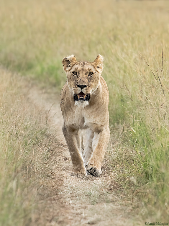 Sony 70-400mm F4-5.6 G SSM II sample photo. Her majesty photography