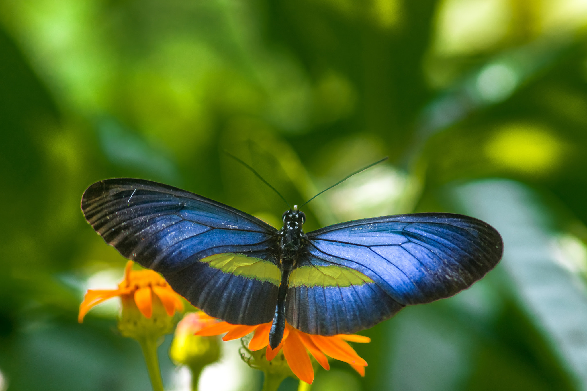 Sony SLT-A77 + Sony 100mm F2.8 Macro sample photo. Butterfly photography