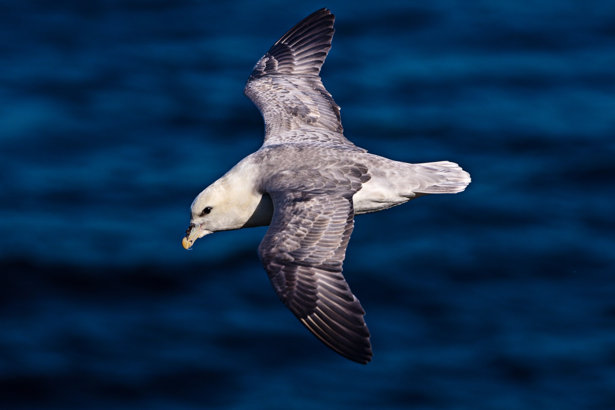 Canon EF 300mm F2.8L IS II USM sample photo. Flyby photography