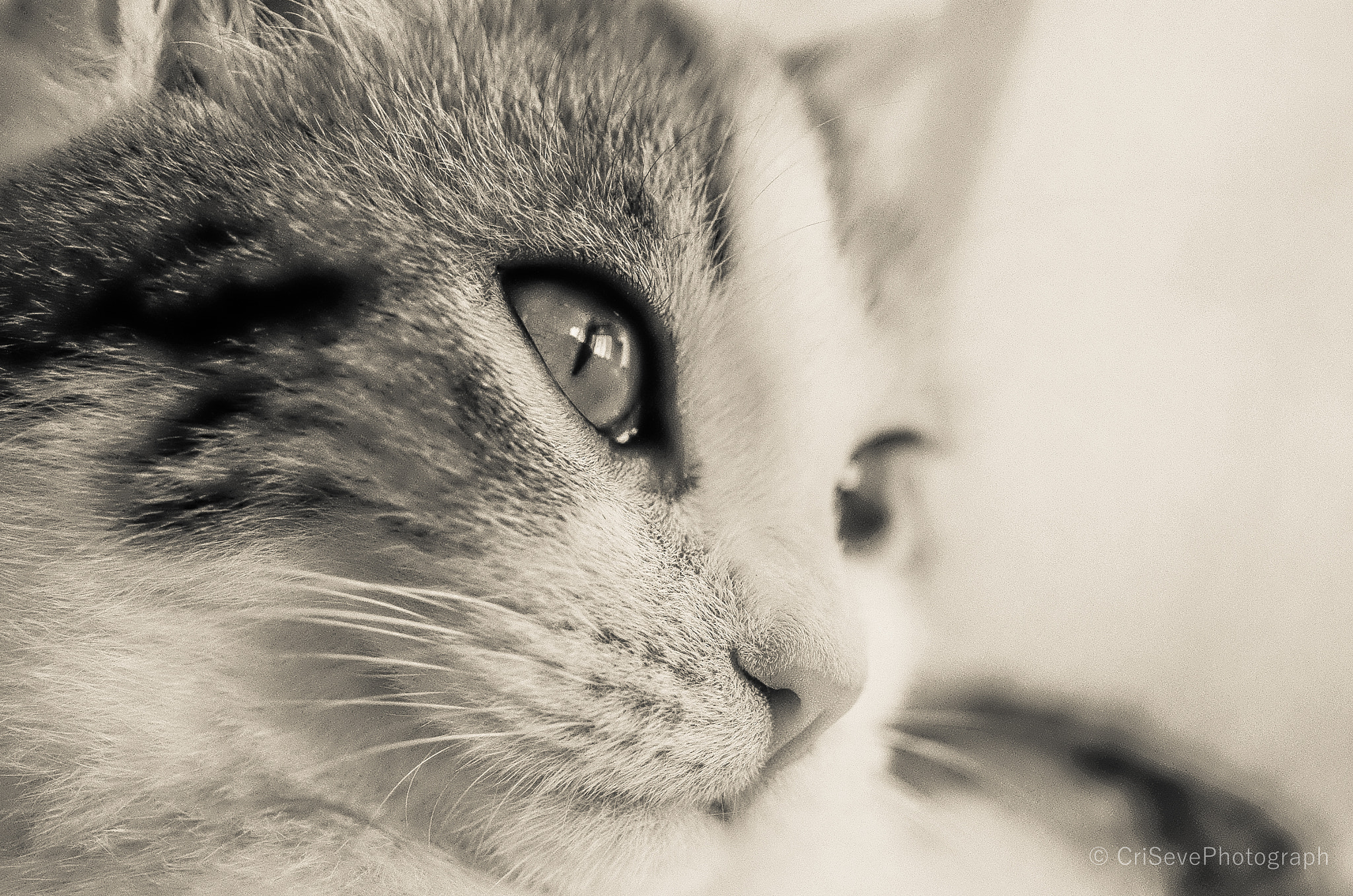 HD Pentax DA 35mm F2.8 Macro Limited sample photo. "i want to become a fashion modelllll.. " photography