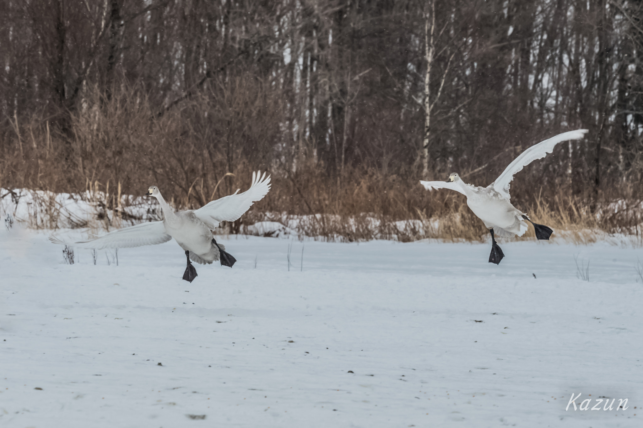 Nikon Nikkor AF-S 300mm F4E PF ED VR sample photo. Can you fly?? photography