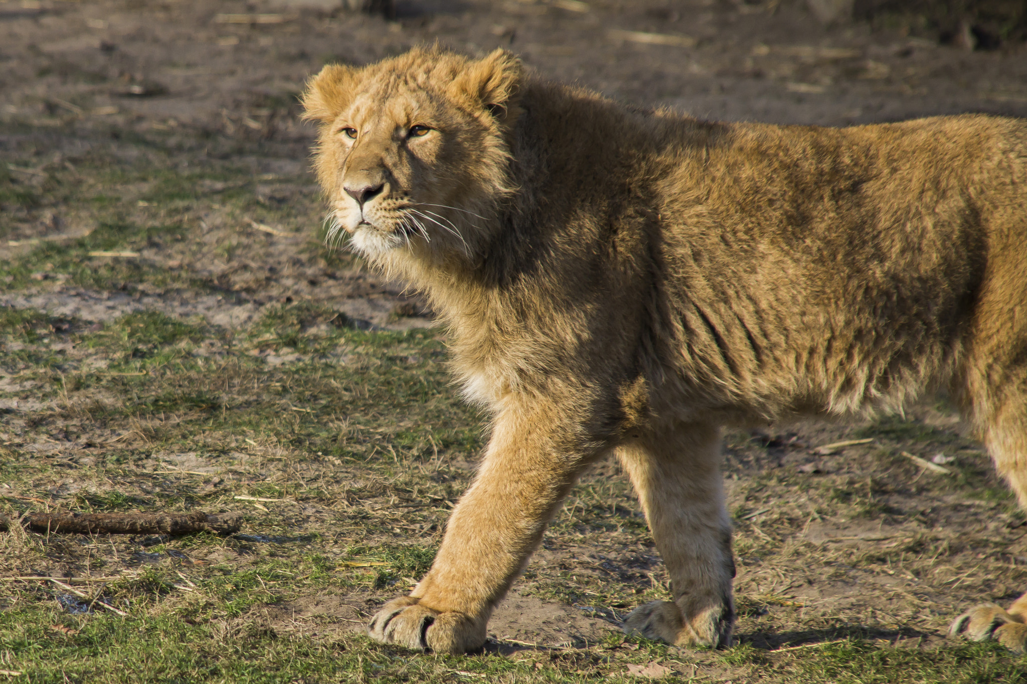 Sony SLT-A58 + Sigma 18-200mm F3.5-6.3 DC sample photo. Lion king photography