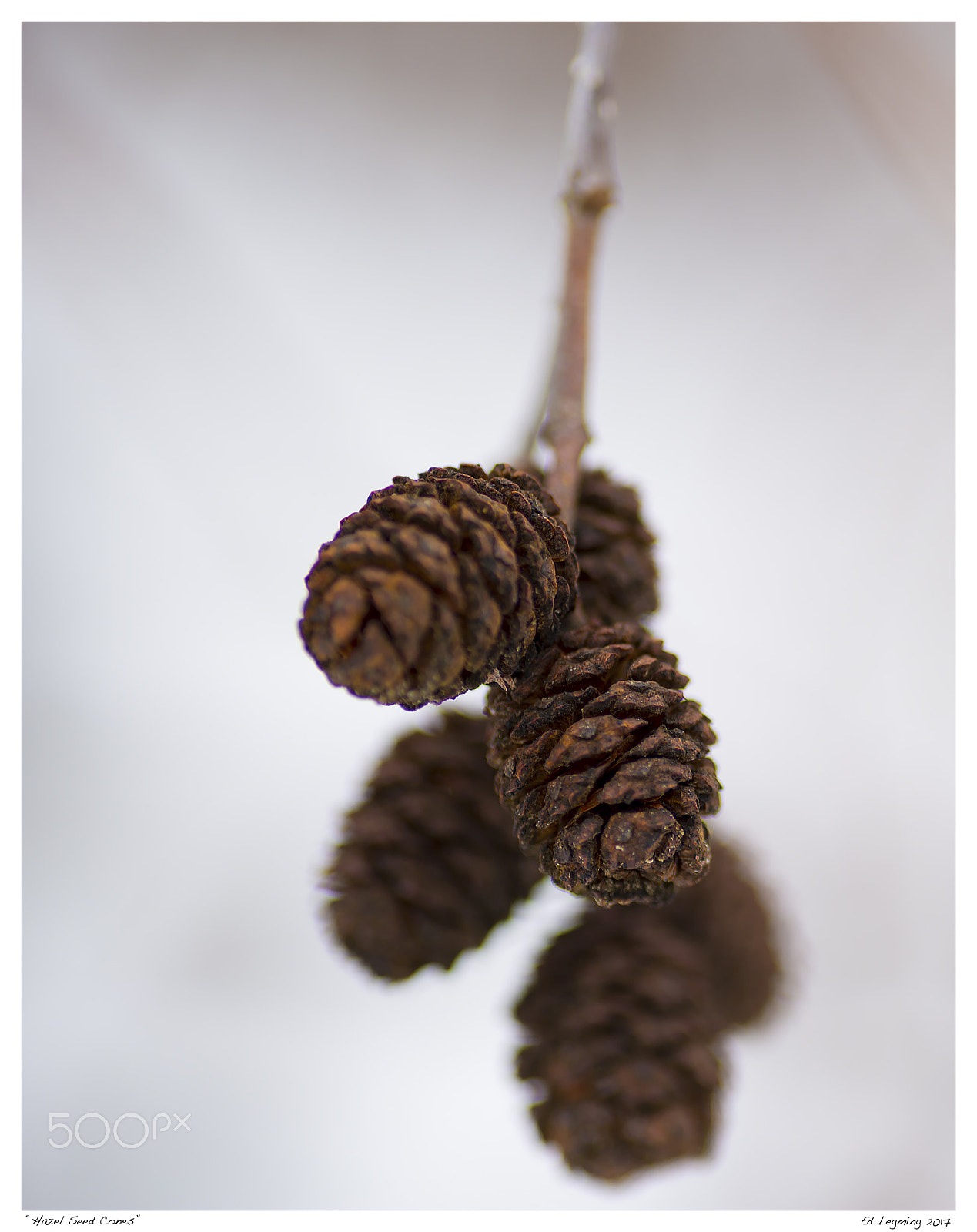 Nikon D800 sample photo. Hazel seed cones photography